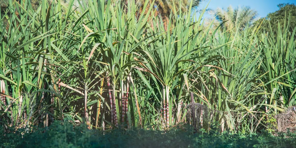 Cultivo de caña de azúcar, típico de los municipios del norte del Valle