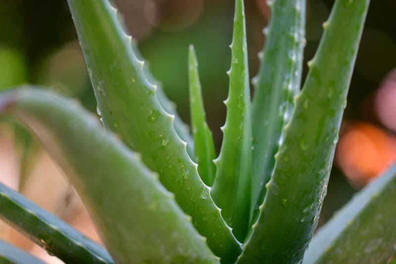 aloe vera la base del aloe beta